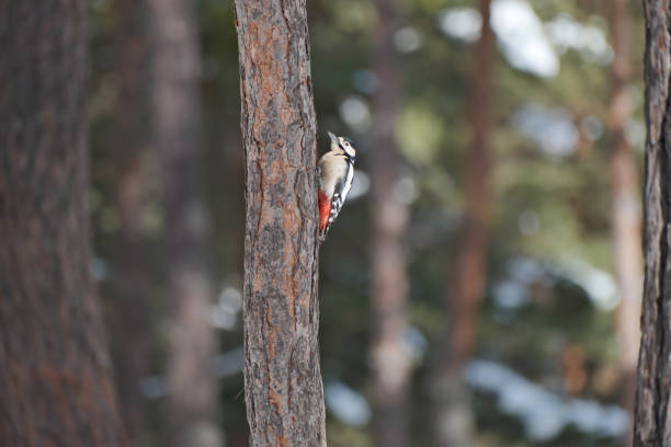 Woodpecker and Pine Trees