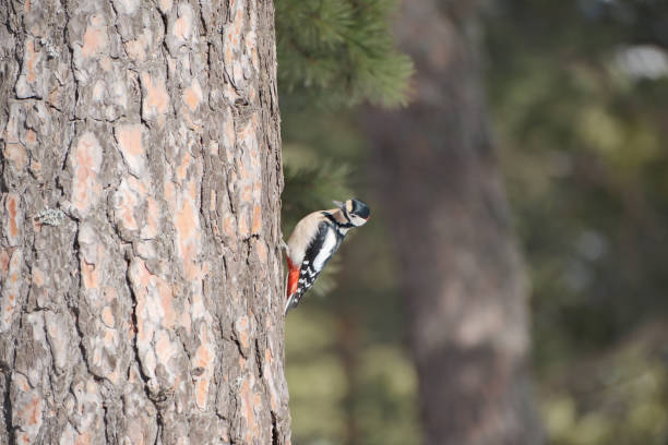 Woodpecker and Pine Trees
