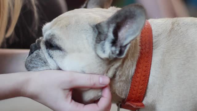Person petting a French bulldog close up outdoors