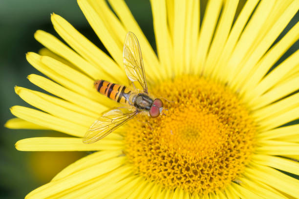 Marmalade hoverfly - Episyrphus balteatus on a blossom of Pentanema hirtum
