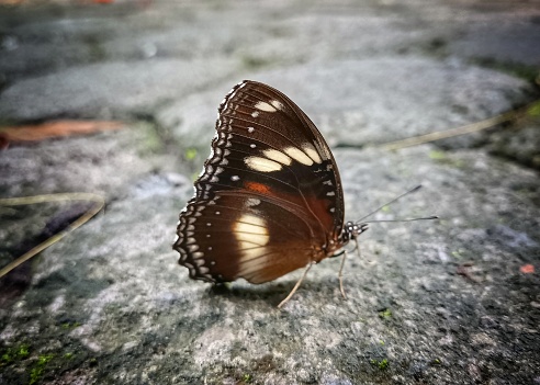 Butterfly in macro view