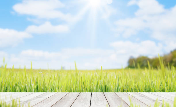 Wooden walkway in the grass and blue sky in the background