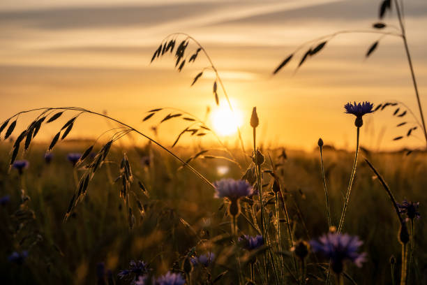 Wildflowers and grass in the sunset on the edge of a cornfield.