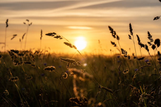 istock Wild meadow in the sunset 1949483623