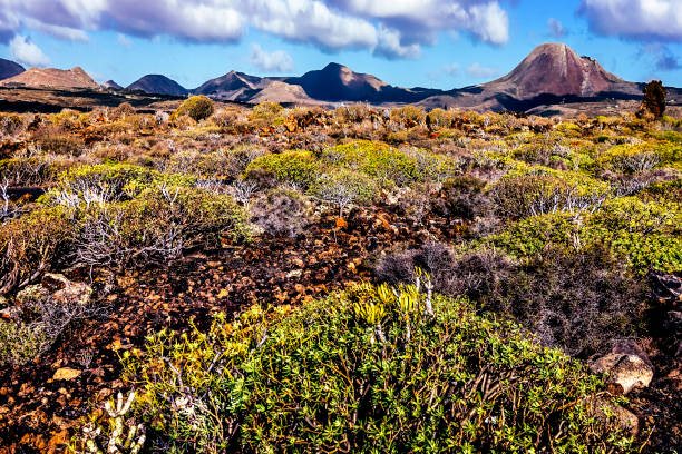 Vegetatin and mountains at Lanzarote. Canary Islands.