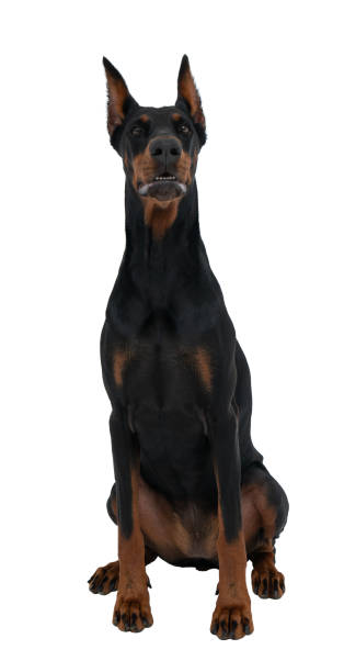 istock Black and brown sitting doberman dog 1949491174