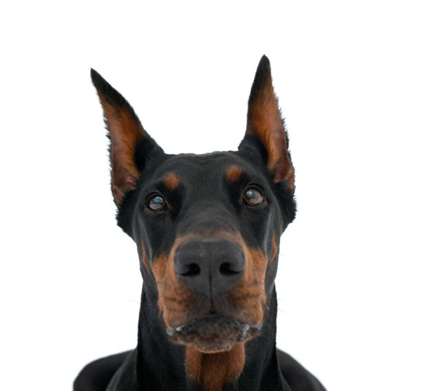 istock Beautiful Dobermann dog isolated over white background 1949493781