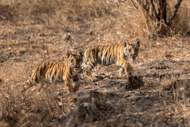 istock two small tiny wild tiger or panthera tigris cubs with angry face expression and showing aggression to travellers tourist to stay away in safari bandhavgarh national park forest madhya pradesh india 1949498010