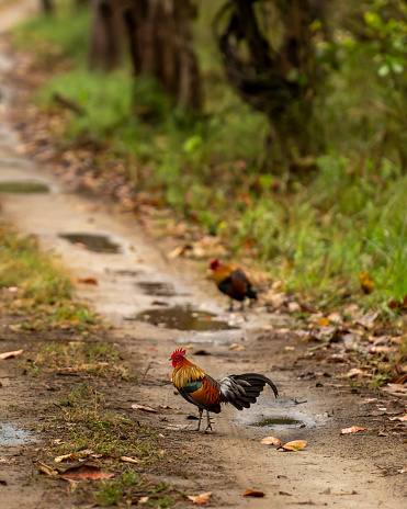Male Red junglefowl or Gallus gallus wild bird on natural green scenic forest road or safari track after rain in pilibhit national park tiger reserve uttar pradesh india asia
