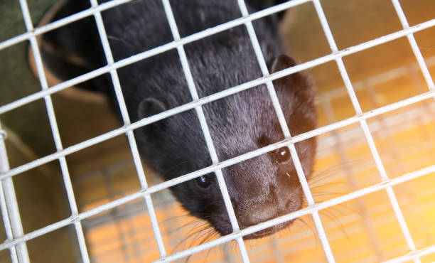 istock A black mink in a cage looks through the bars. 1949504948