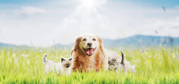 istock Happy pets spending time outdoors 1949504962