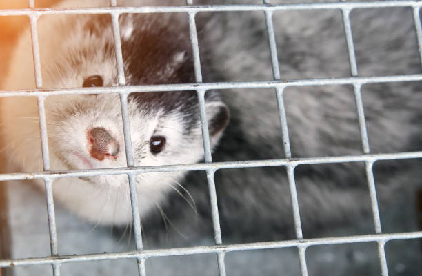 istock A caged farm mink looks through the bars. 1949504964