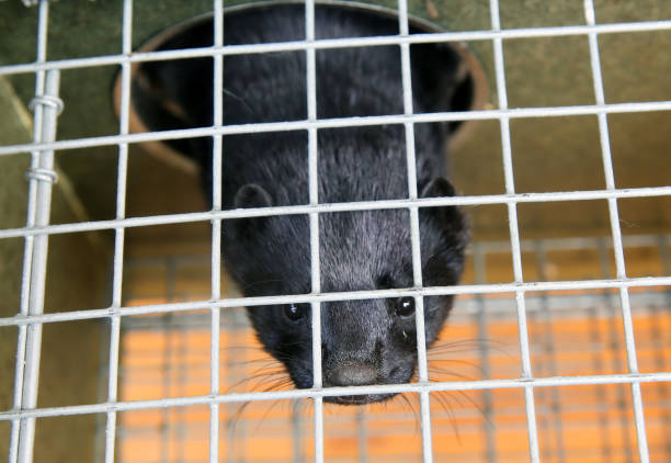istock A black mink in a cage looks through the bars. 1949504965