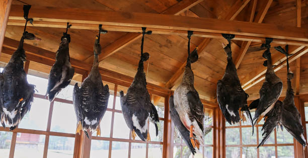 tote gänse hängen unter dem dach des pavillons und hängen an ihren hälsen. - hunting blind stock-fotos und bilder