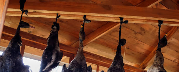 tote gänse hängen unter dem dach des pavillons und hängen an ihren hälsen. - hunting blind stock-fotos und bilder