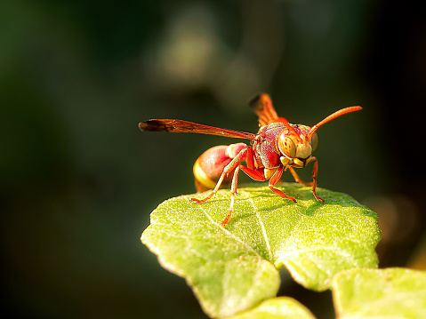 wasp or gyellow jacket on weathered wood looking for material for the nest, the wasp plague in summer is dangerous for allergy sufferers, copy space