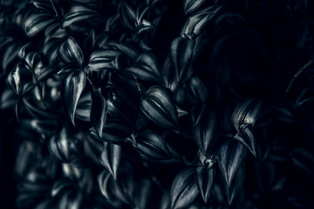 Close-up of Tradescantia zebrina plant with variegated leaves of green and purple color. High quality photo