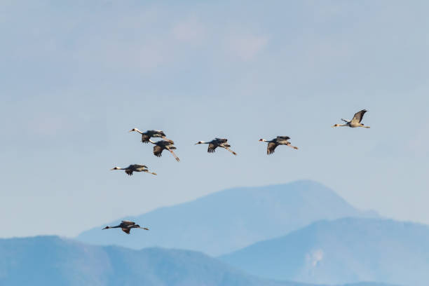 istock Korean winter bird an ash-headed crane 1949508156