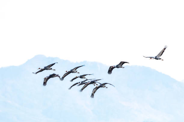 istock Korean winter bird an ash-headed crane 1949508656