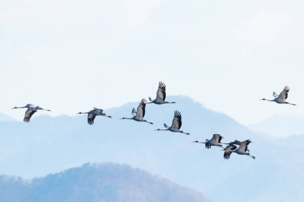istock Korean winter bird an ash-headed crane 1949508657