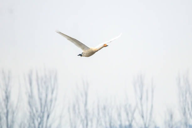 Winter Bird of Junam Reservoir in Korea