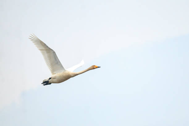 istock Korean winter bird swan 1949509756