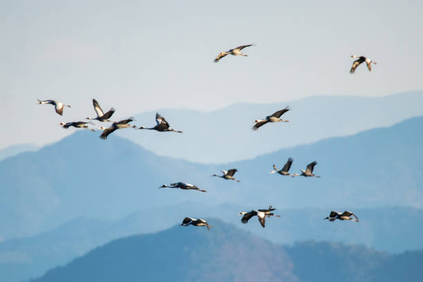 istock Korean winter bird an ash-headed crane 1949509759
