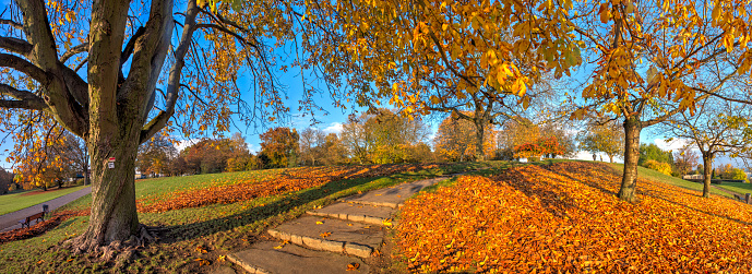 Panoramic photo of the Lohrberg in Frankfurt am Main with autumn-colored deciduous trees, a path and fallen leaves in the warm evening light of the sun