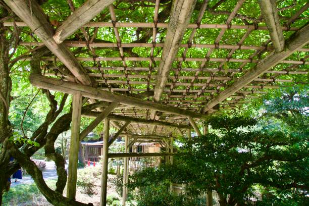istock Natural roof constructed of bamboo 1949514510