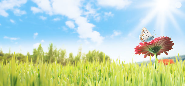 Lush grassland and blue summer sky in the background, a butterfly is leaning on a flower