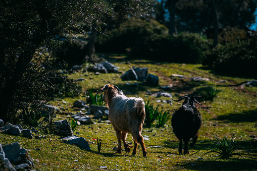 Grazing Goats