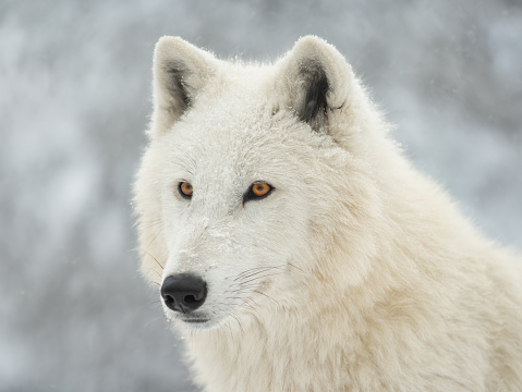 portrait of a white wolf on a gray background