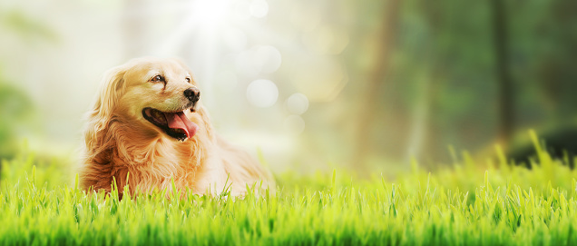 Beautiful happy dog walking in the grass on a summer day, pet care and nature concept