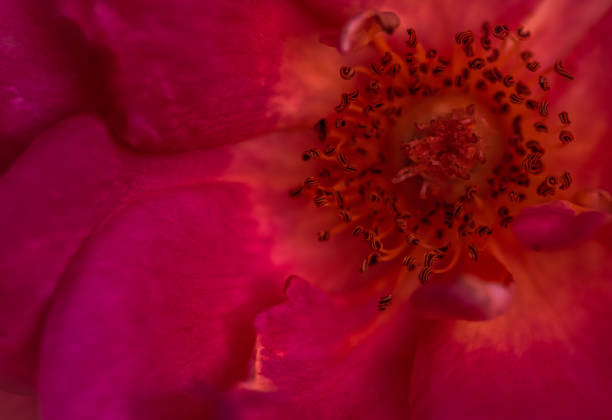 Red rose petals. Soft focus. Macro flowers background for holiday brand design.