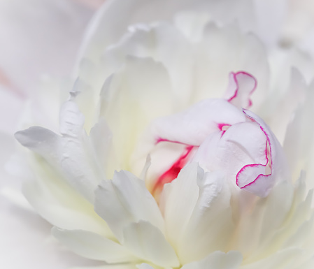 White peony flower petals. Macro flowers background. Soft focus, abstract floral backdrop