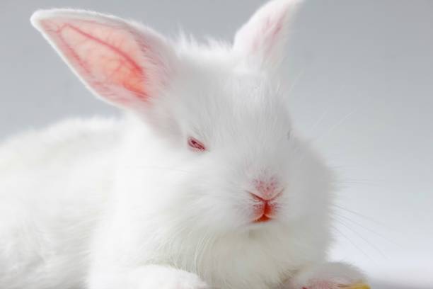 istock close up of white rabbit 1949548247