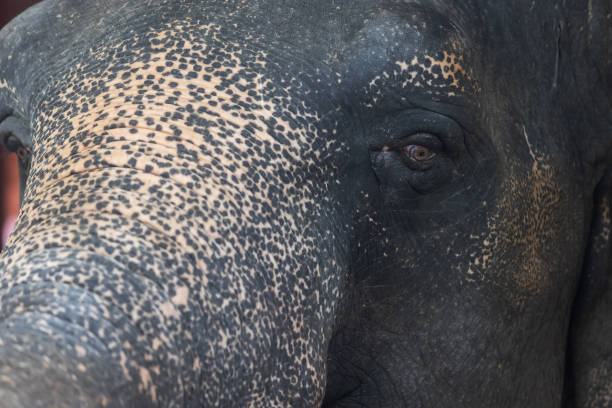 istock Close-up portrait of an elephant 1949552133