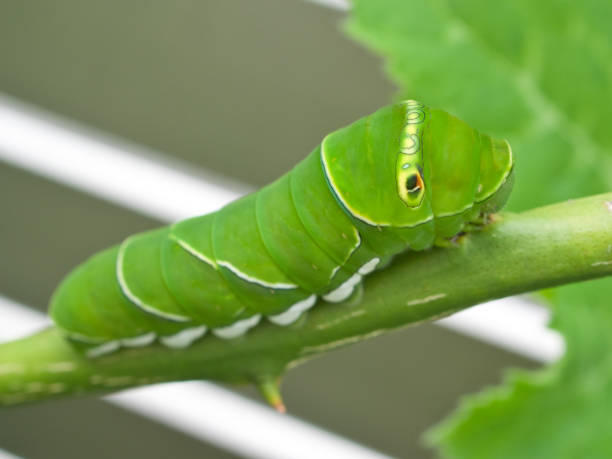 istock Larvae of the Swallowtail Butterfly 1949557477