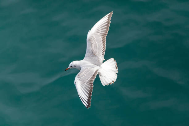 istock a seagull flying over the blue sea 1949558400