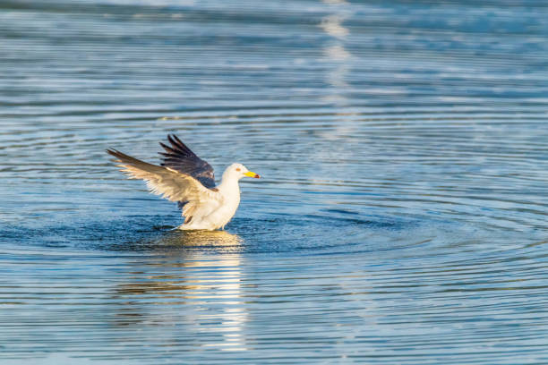 istock a seagull flying over the blue sea 1949560044