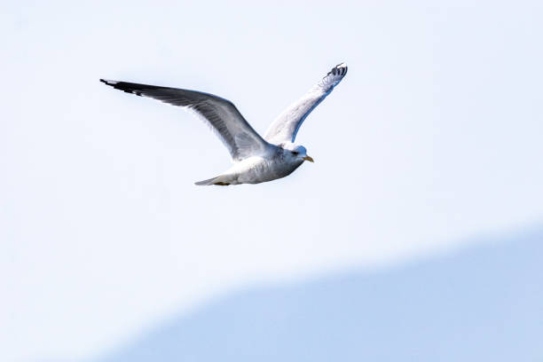 istock a seagull flying over the blue sea 1949560606