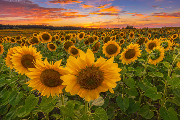 istock Big sunflower blossoms at sunset 1949567557