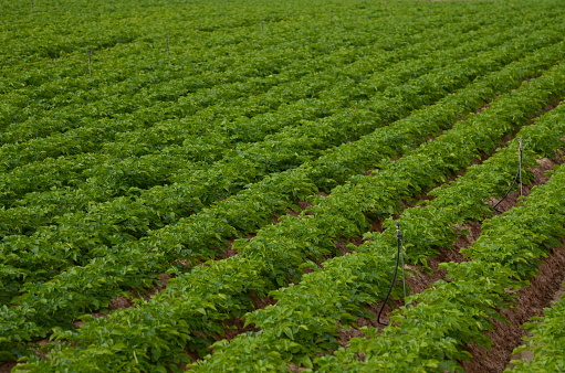 Potato plants growing in a field with blossoming green plants during sunset seen from above.