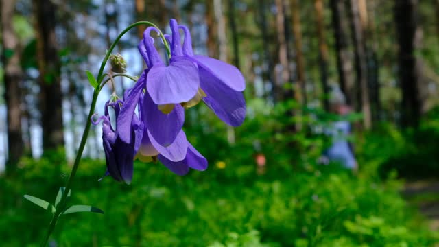 Spring summer forest, purple flowers of Aquilegia vulgaris, close up. Sunlight, freshness