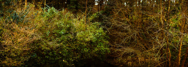branch tree forest light isolated green lush sunshine autumn / winter