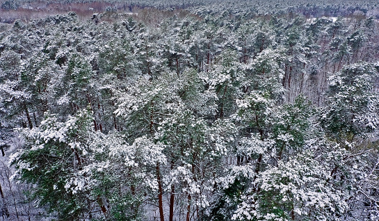 Aerial View of a Pine Forest in Germany During Snowfall