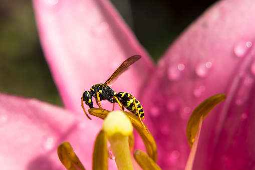 A wasp sits in a pink flower