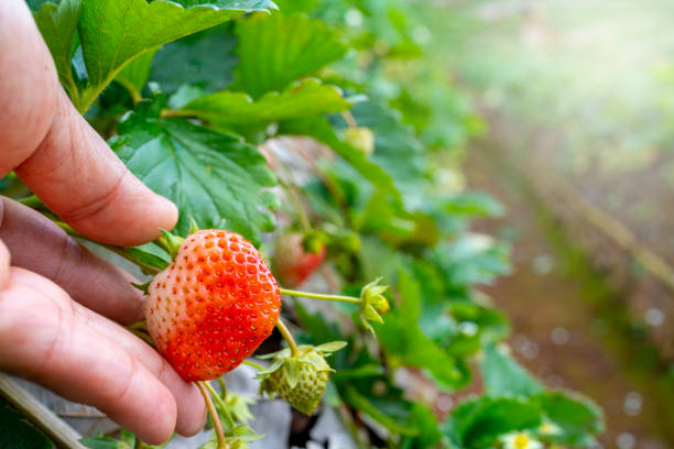 istock Fresh strawberries hand picked from a strawberry farm. 1949595060