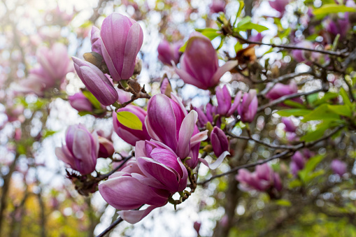 Beautiful purple and white flowers of Magnolia Blooming in spring