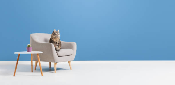 Cute cat sitting on the living room